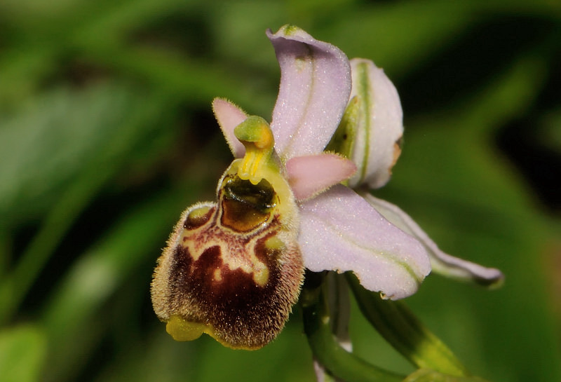 Ophrys fuciflora/holosericea-tetraloniae ???